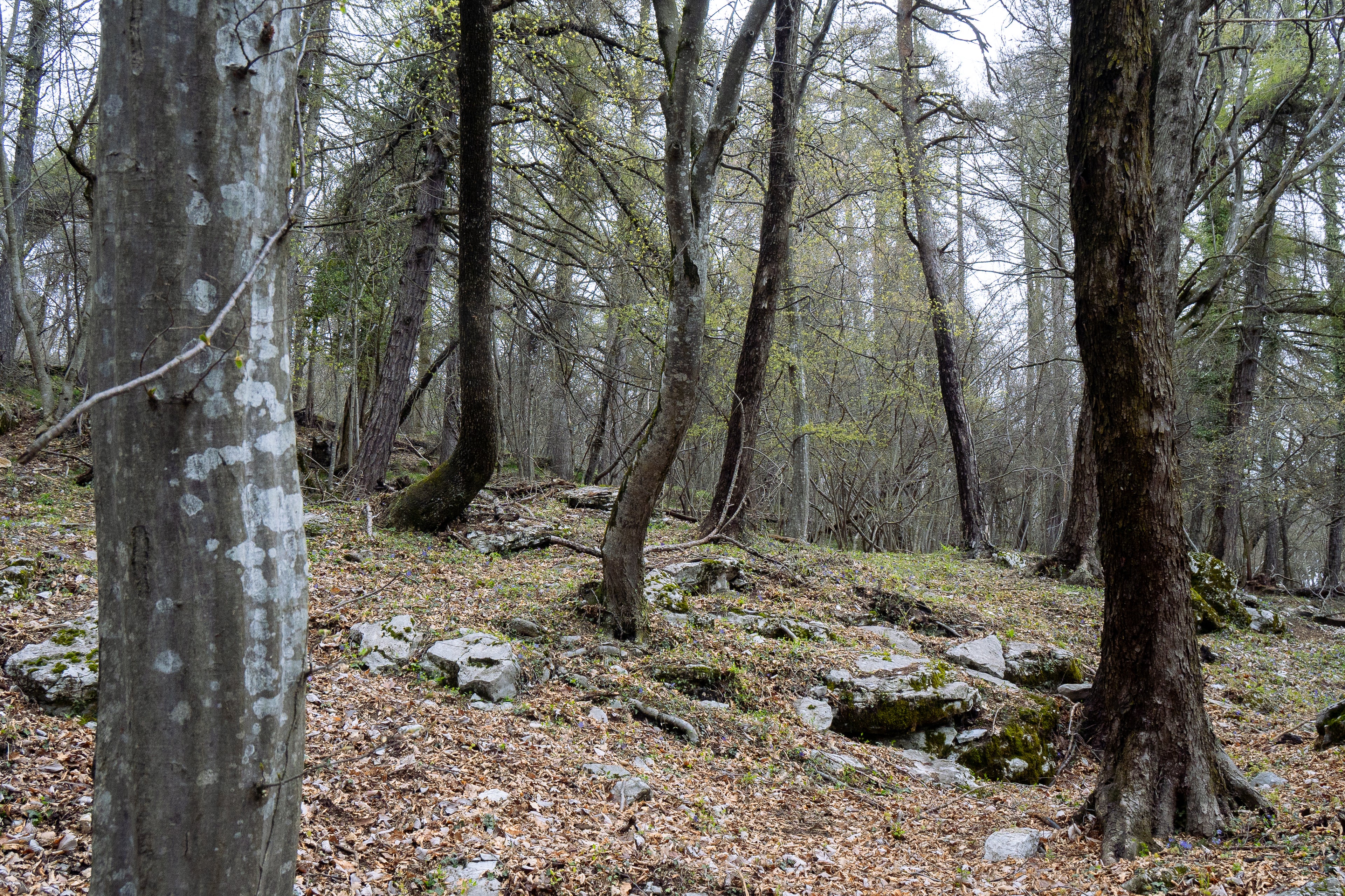 Intervallo dell’Essere