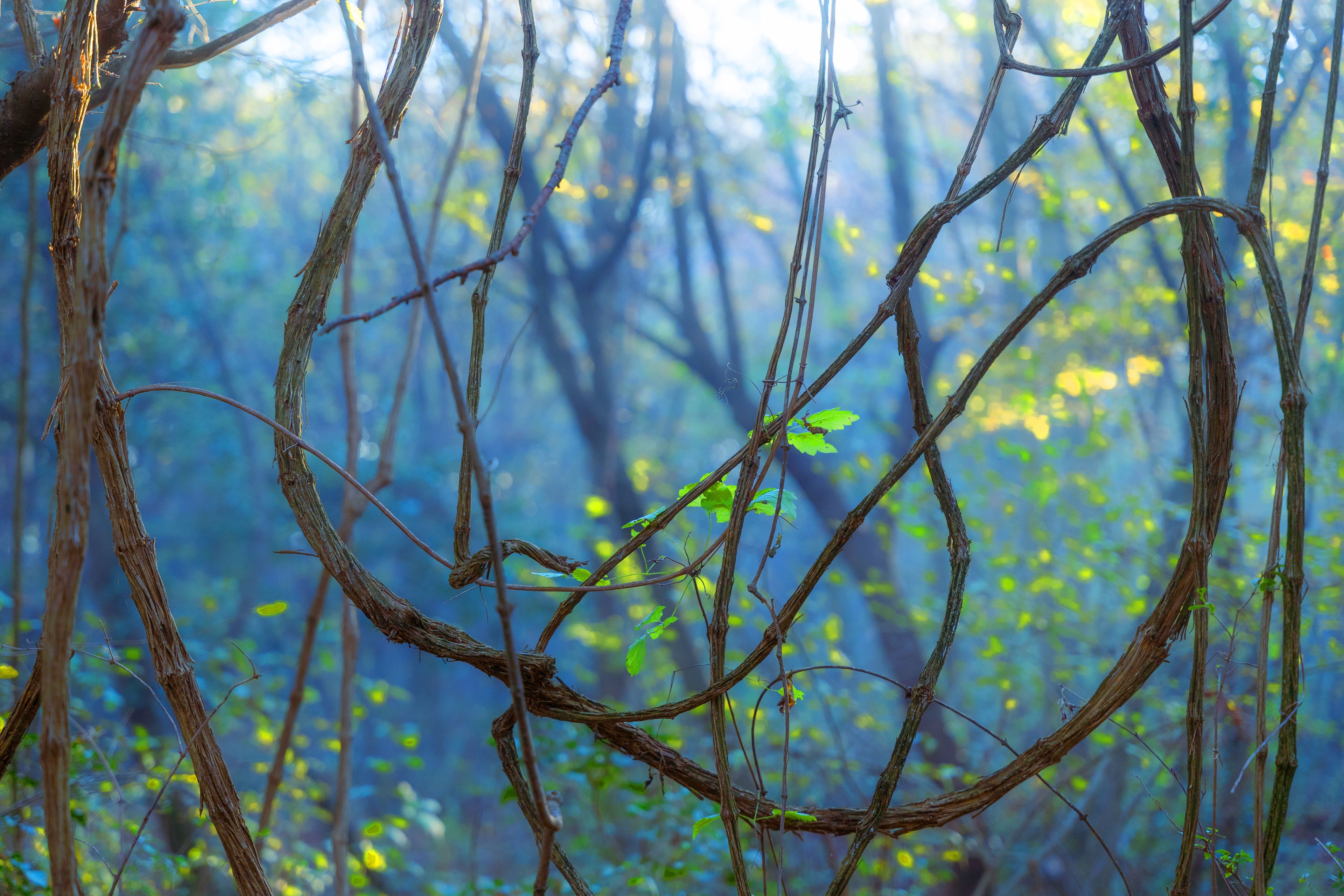 Dualismo Essenza-Apparenza